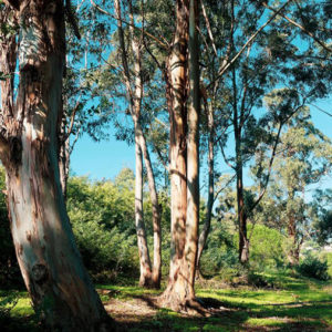 eucalyptus_casques-verts